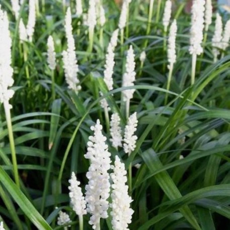 Liriope muscari 'Monroe White'