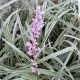 Liriope muscari 'Silverribbons'