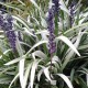 Liriope muscari 'Okina'