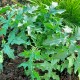 Acanthus spinosus X hugaricus