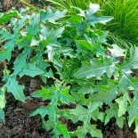 Acanthus spinosus X hungaricus