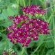 Achillea millefolium 'Velour'