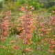 Agastache barberi  'Firebird'