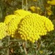 Achillea coarctata