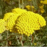 Achillea coarctata