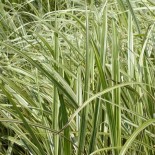 Miscanthus sinensis 'Dixieland'