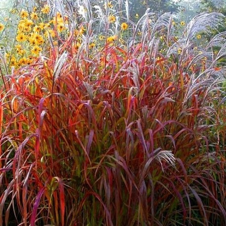 Miscanthus sinensis 'Dronning Ingrid'
