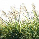 Miscanthus flavidus