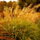 Miscanthus sinensis  affinis 'Taiwan'