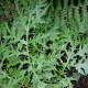 Acanthus spinosus 'Royal Haughty'