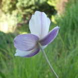 Anemone hupehensis 'Elfin Swan'