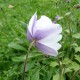 Anemone hupehensis 'Elfin Swan'