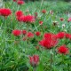 Anemone fulgens var multipetala