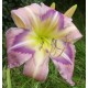 Hemerocallis 'English Skies'