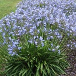 Agapanthus umbellatus 'Peter Pan'