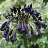 Agapanthus 'Black Magic'