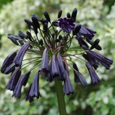 Agapanthus 'Black Magic'