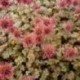 Acaena microphylla 'Kupferteppich'