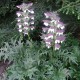 Acanthus spinosus