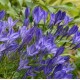 Triteleia laxa 'Corrina'