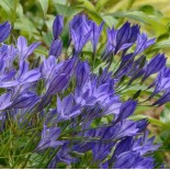 Triteleia laxa 'Corrina'