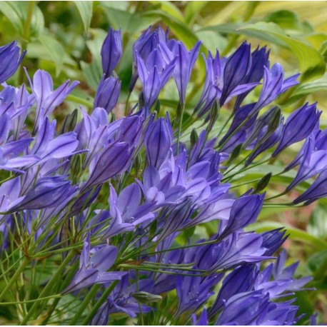 Triteleia laxa 'Corrina'