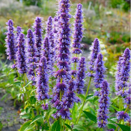 Agastache hybr 'Blue Fortune'