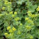 Alchemilla erythropoda