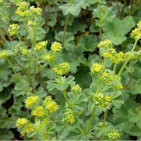 Alchemilla erythropoda