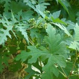 Ampelopsis aconitifolium