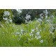 Amsonia hubrichtii