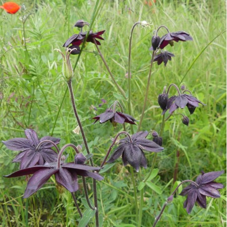 Aquilegia X atrata