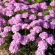 Armeria caespitosa 'Rosea'