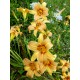 Hemerocallis 'Nicoletta'