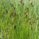 Carex davalliana