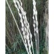 Elytrigia pontica - (Poacées)