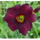 Hemerocallis 'Stella in Red'