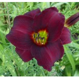 Hemerocallis 'Stella in Red'