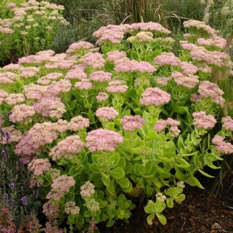 Sedum telephium 'Autumn Joy'