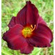 Hemerocallis 'Gipsy Turtle'