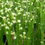 Baccharis genistelloides