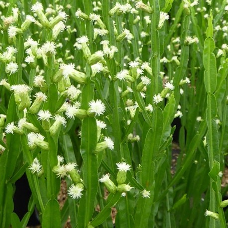 Baccharis genistelloides