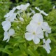 Phlox paniculata 'David'