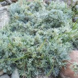 Artemisia nitida