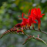 Crocosmia masoniorum 'Lucifer'