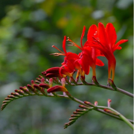 Crocosmia masoniorum 'Lucifer'