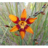 Crocosmia x crocosmiiflora 'Emily Mckenzie