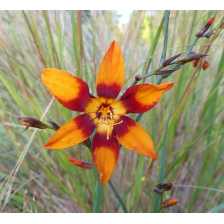 Crocosmia x crocosmiiflora 'Emily Mckenzie