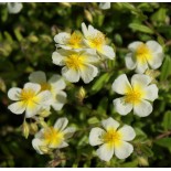 Helianthemum 'Elfenbeinglanz'