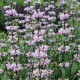 Phlomis tuberosa